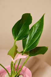 Similar image 21999020