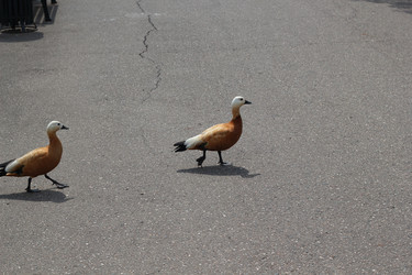 Similar image 21999103