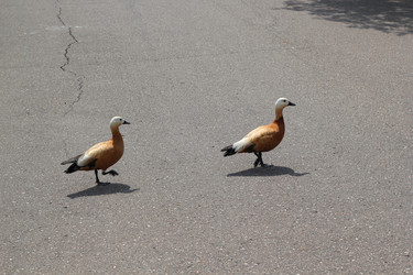 Similar image 21993793