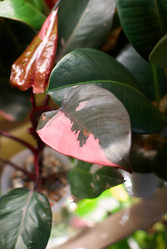 Similar image 21998922