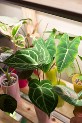 Similar image 21994384