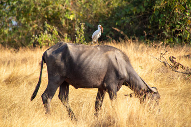 Similar image 21994684