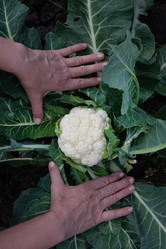 Similar image 22006937