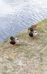 Similar image 21998446