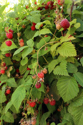 Similar image 21998138