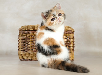 Similar image 22002061