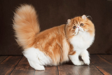 Similar image 22002039