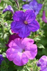 Similar image 22002221