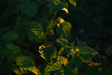 Similar image 22002230