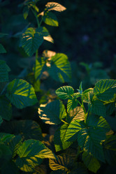 Similar image 22002232