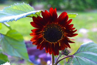 Similar image 22002237