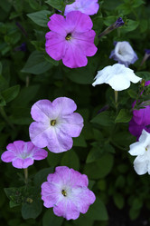 Similar image 22002251