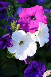 Similar image 22002262