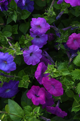 Similar image 22002263