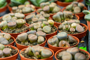 Similar image 22014977