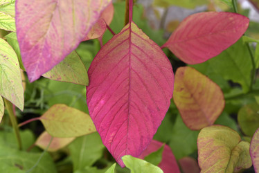 Similar image 22002271