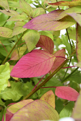 Similar image 22002272