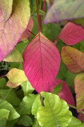 Similar image 22002273