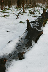 Similar image 22002009