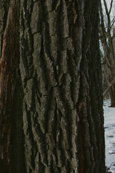 Similar image 22002011