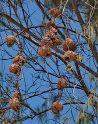 Similar image 22007782