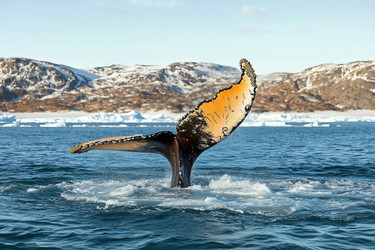 Similar image 22006959