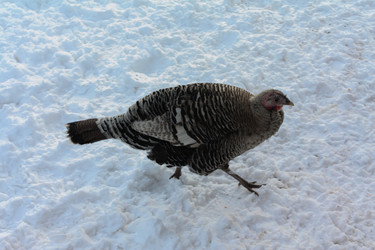 Similar image 22006531