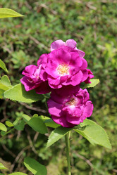 Similar image 22006000