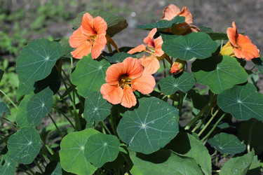 Similar image 22002746