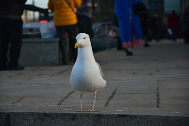 Similar image 22006220