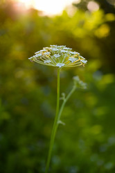 Similar image 22006044