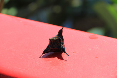 Similar image 22007004