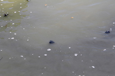 Similar image 22007005