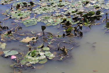 Similar image 22007006