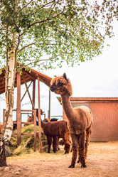 Similar image 22013706