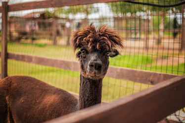 Similar image 22009584