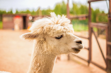 Similar image 22013596