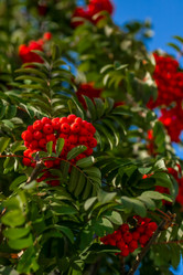 Similar image 22009595