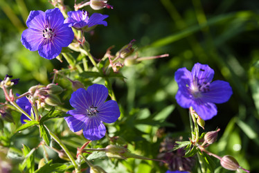 Similar image 22007236