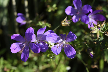 Similar image 22007237