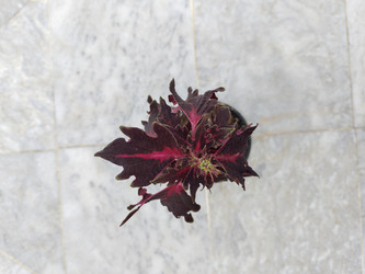 Similar image 22008506