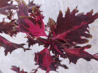 Similar image 22008507