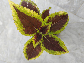 Similar image 22008508