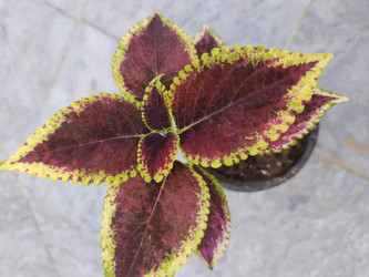 Similar image 22008509