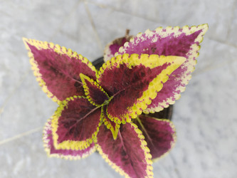 Similar image 22008510