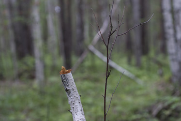 Similar image 22006584