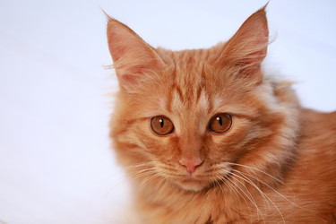 Similar image 22006611