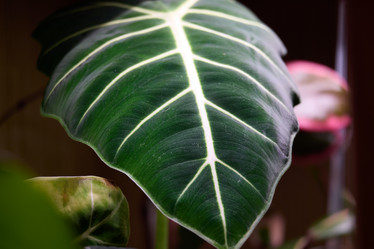 Similar image 22013766