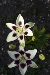 Similar image 22007240