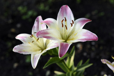 Similar image 22007241